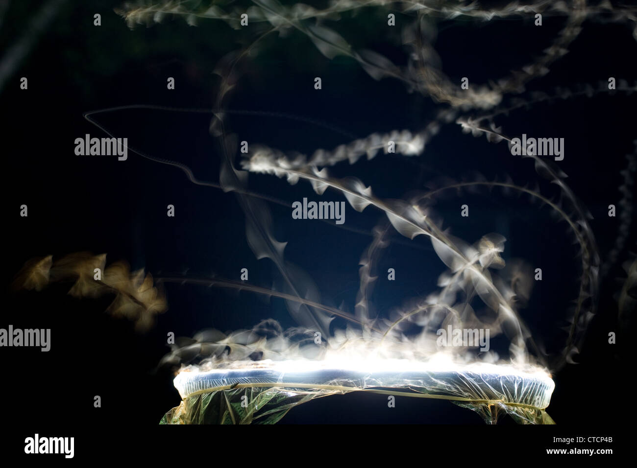 Time-Lapse Photo - Showing the Flight Pattern of Moths Attracted to Bright Light Stock Photo