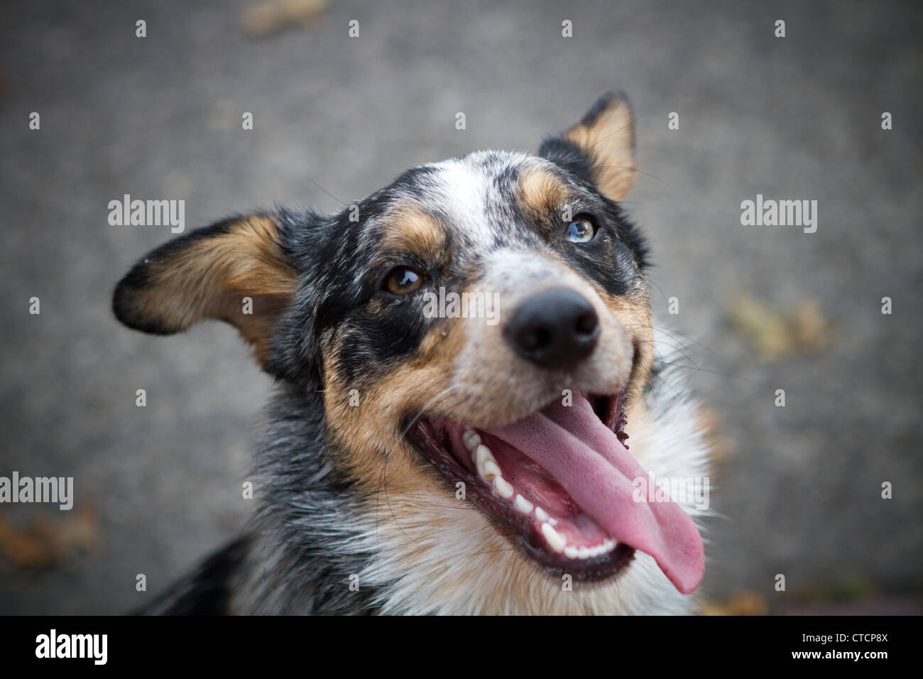 Blue Heeler happy with its tongue out Stock Photo