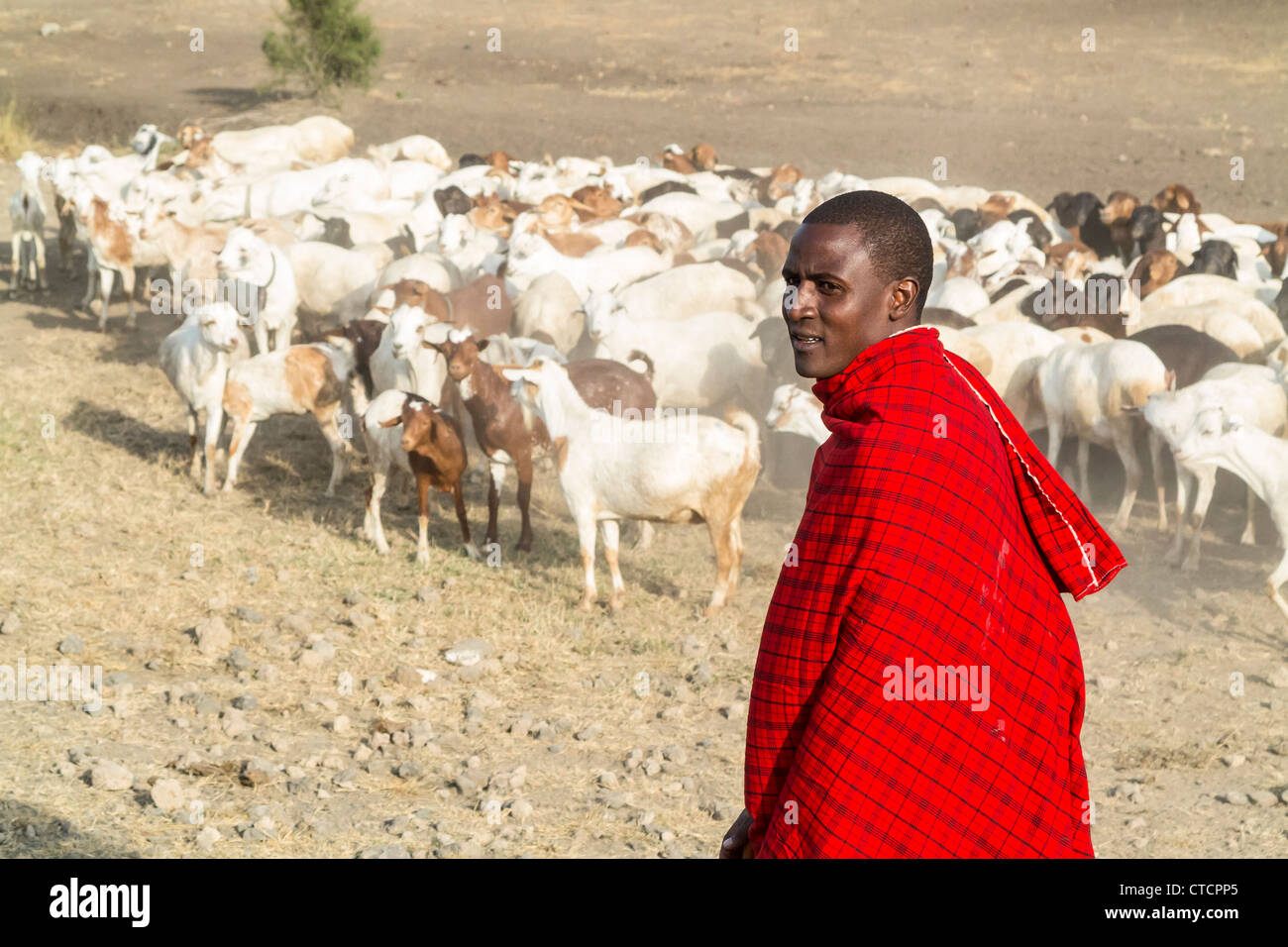 Masai Sheep Herder Stock Photo Alamy