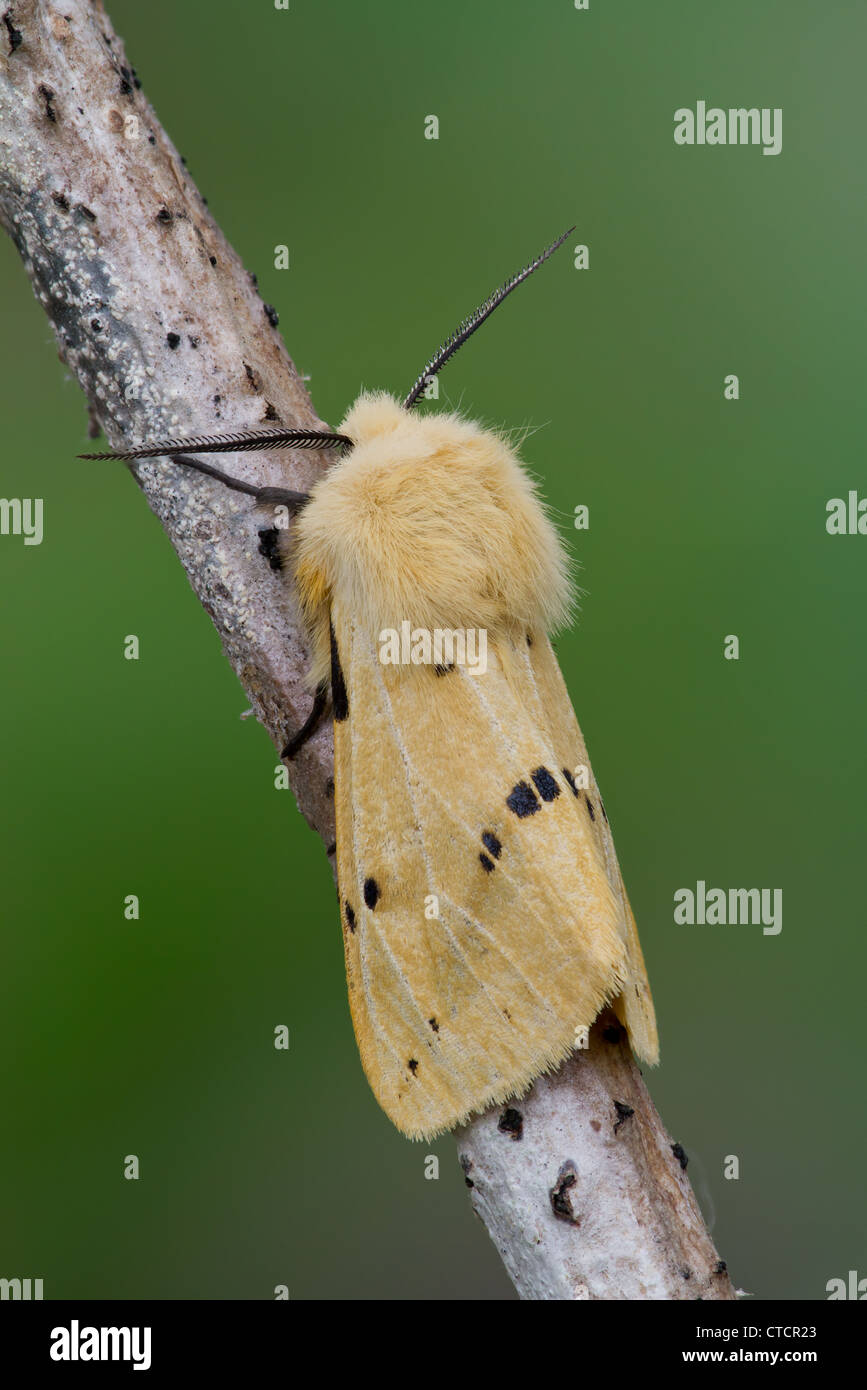 Buff Ermine moth, Spilosoma luteum Stock Photo