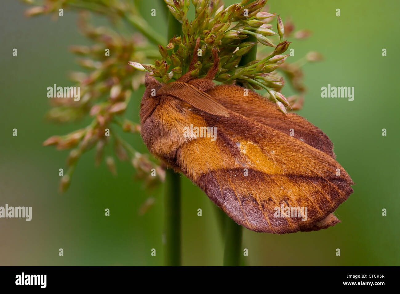 Drinker moth, Euthrix potatoria Stock Photo