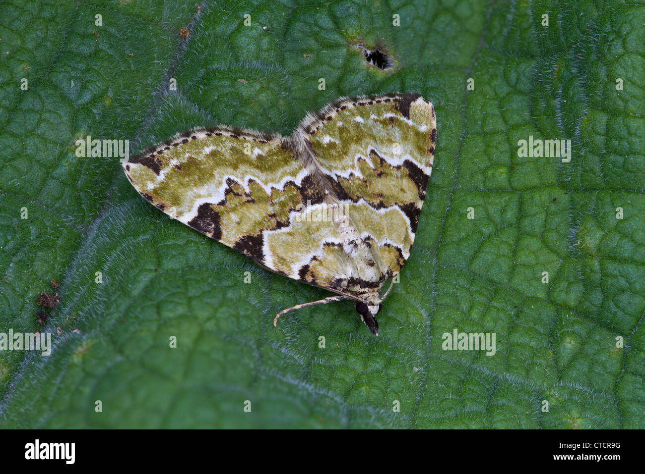 Green Carpet moth, Colostygia pectinataria Stock Photo