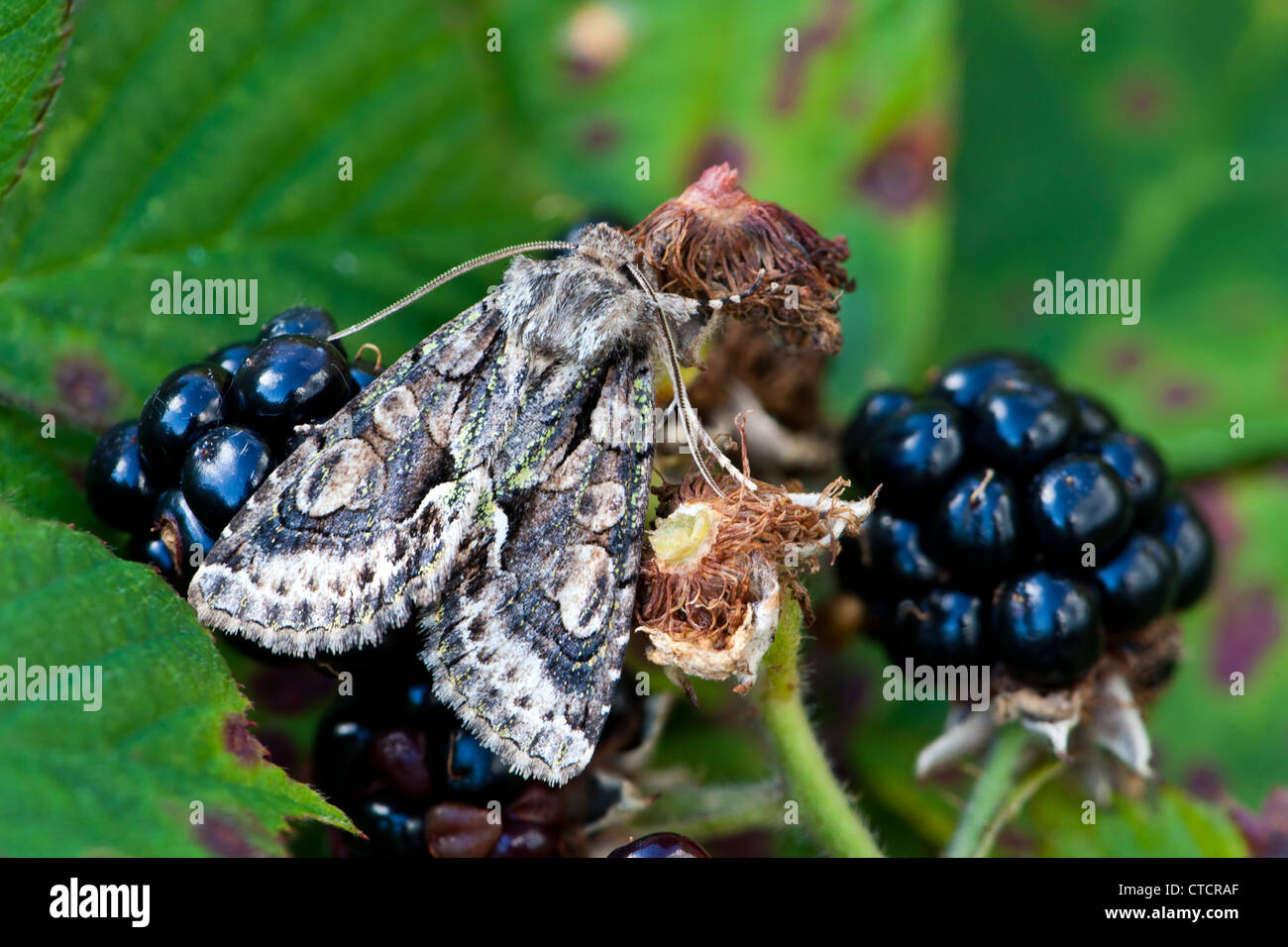 Green-brindled Crescent moth,Alophyes oxyacanthae on Blackberry Stock Photo