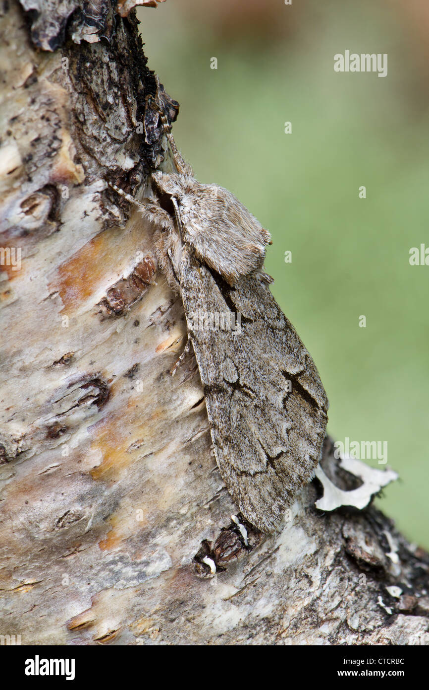 Grey Dagger moth, Acronicta psi Stock Photo