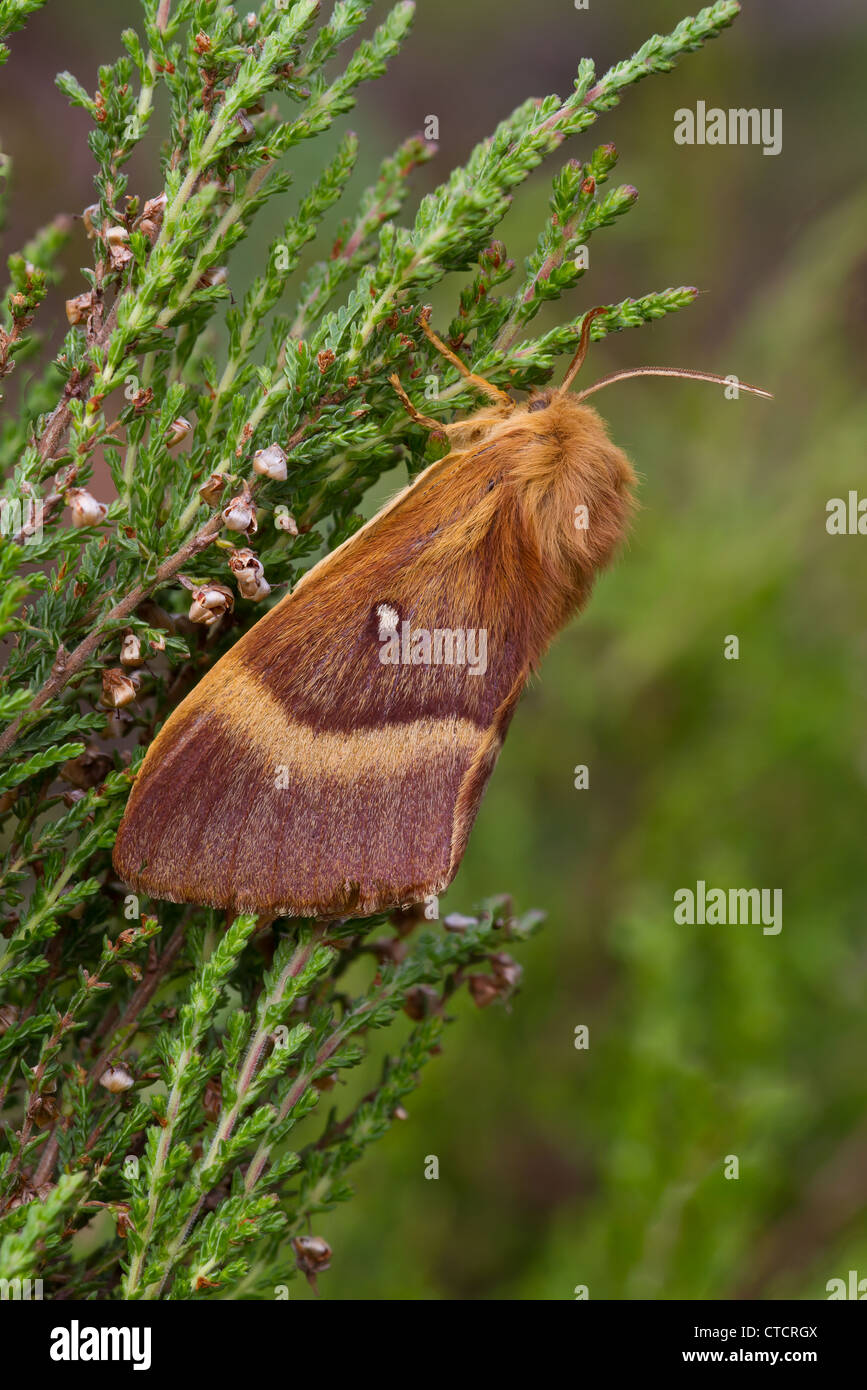 Northern Eggar moth, Lasiocampa quercus f. callunae Stock Photo