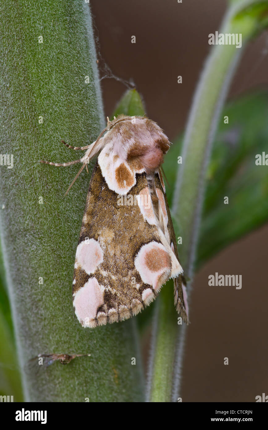 Peach Blossom moth, Thyatira batis Stock Photo