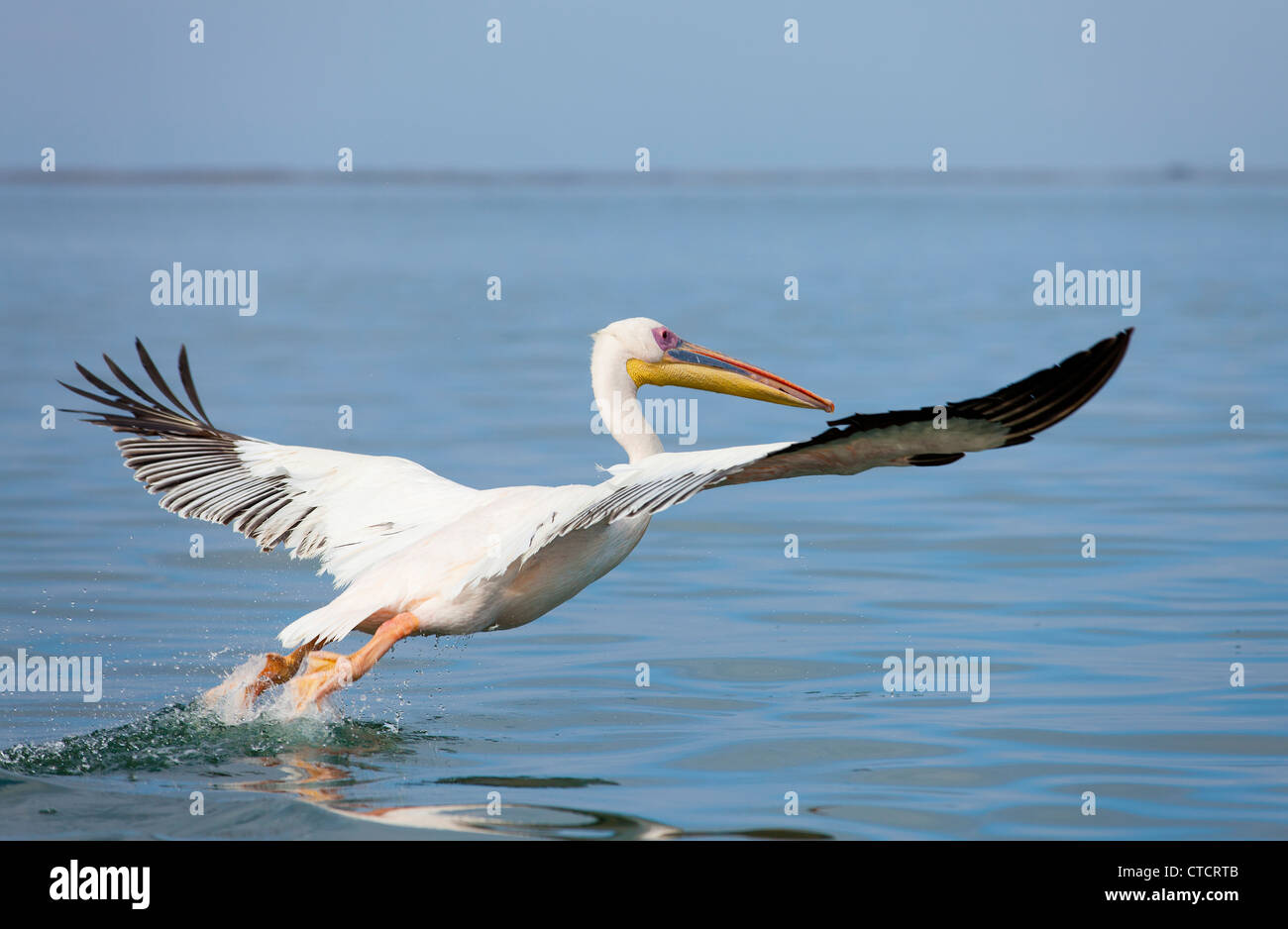 starting pelican Stock Photo