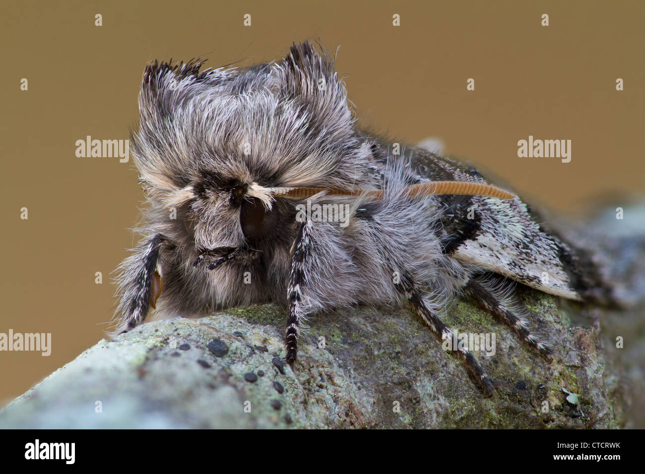 Yellow Horned moth, Achlya flavicornis Stock Photo Alamy