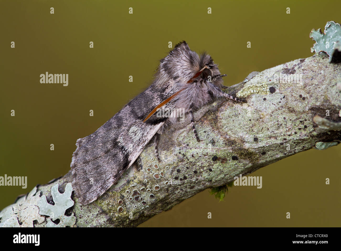 Yellow Horned moth, Achlya flavicornis Stock Photo Alamy