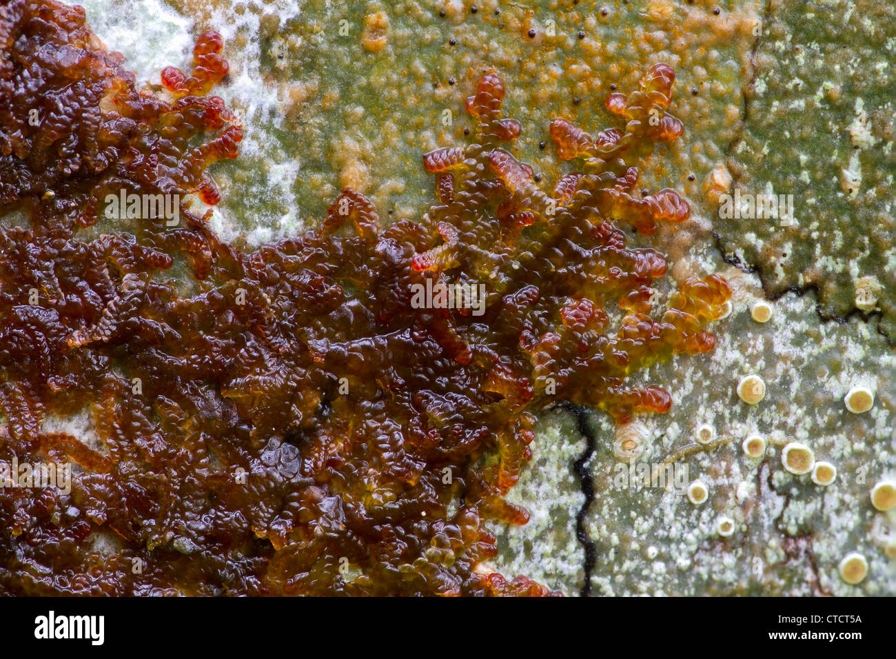 Tamarisk Scalewort ,Frullania tamarisci Stock Photo