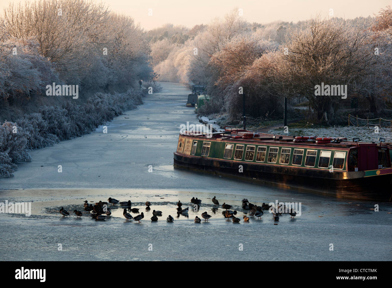 Ducks find a small break in the ice on the Ashby canal at Sutton Cheney Wharf in Leicestershire. Stock Photo