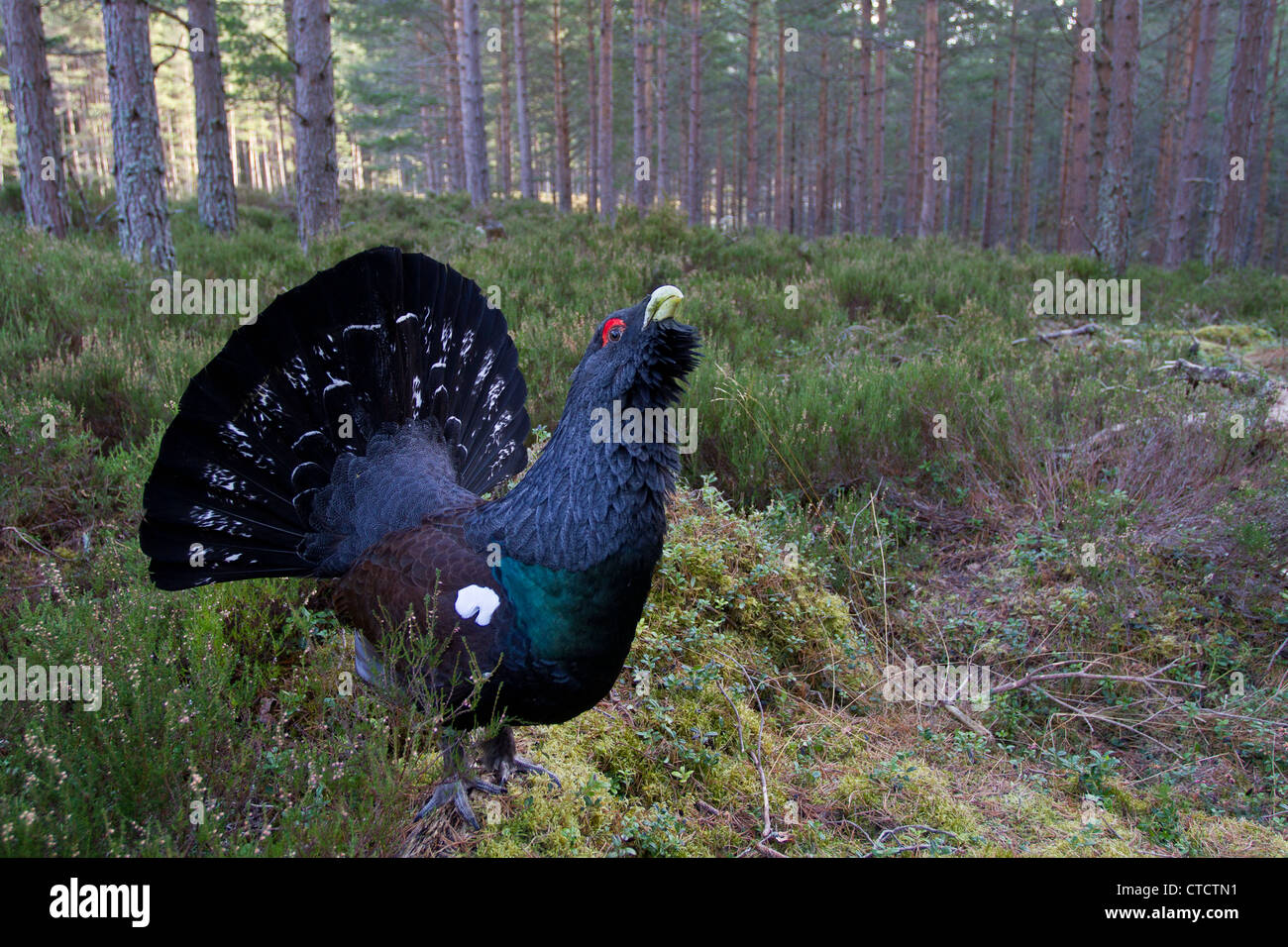 scottish-capercaillie-hi-res-stock-photography-and-images-alamy