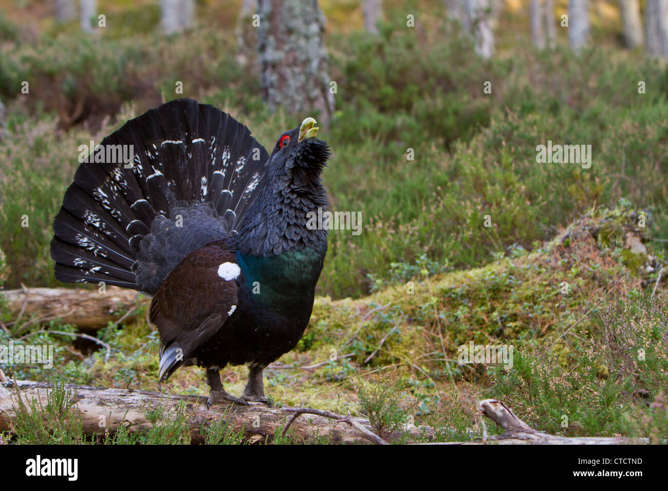 scottish-capercaillie-hi-res-stock-photography-and-images-alamy