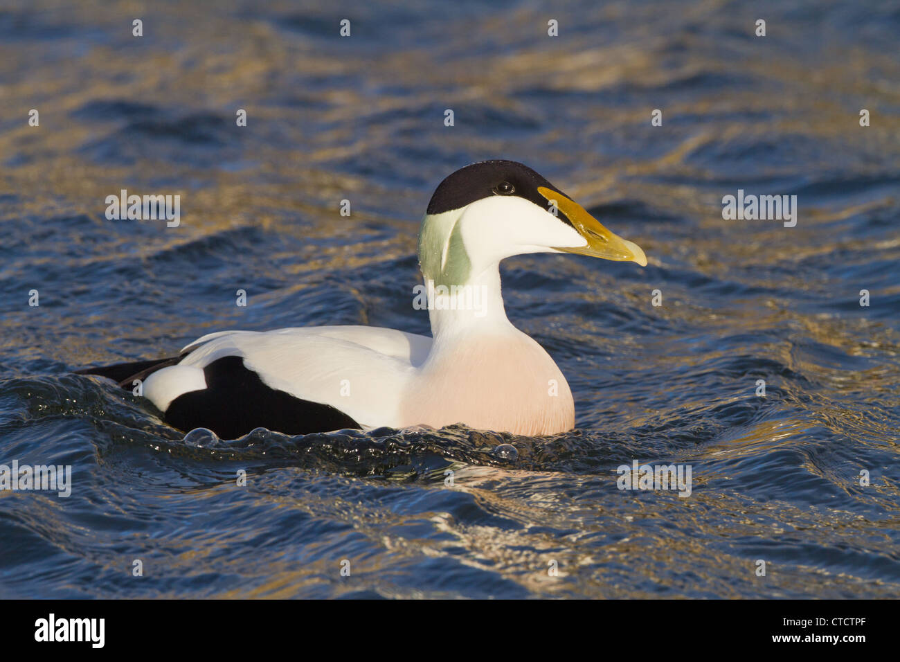 Common Eider duck, Somateria mollissima Stock Photo Alamy