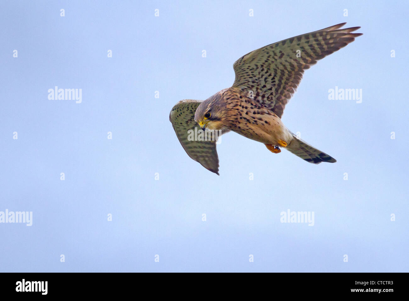 Common Kestrel, Falco tinnunculus hovering Stock Photo