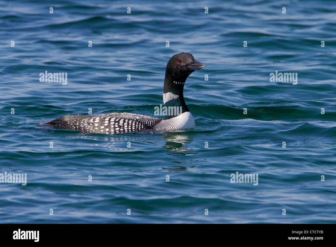 Great Northern Diver, Gavia immer in summer plumage Stock Photo