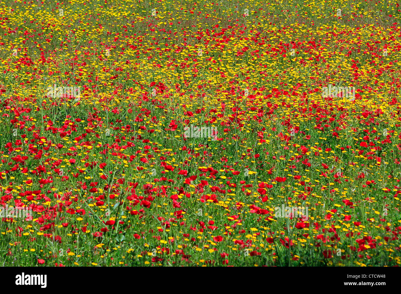 Spring, colorful field of wild flowers Stock Photo - Alamy