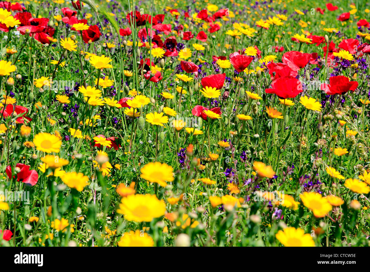Spring, colorful field of wild flowers Stock Photo - Alamy