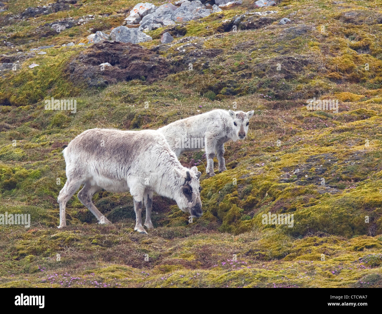 Female Reindeer (Rangifer tarandus) with young, Svalbard (Spitsbergen), Arctic Norway Stock Photo