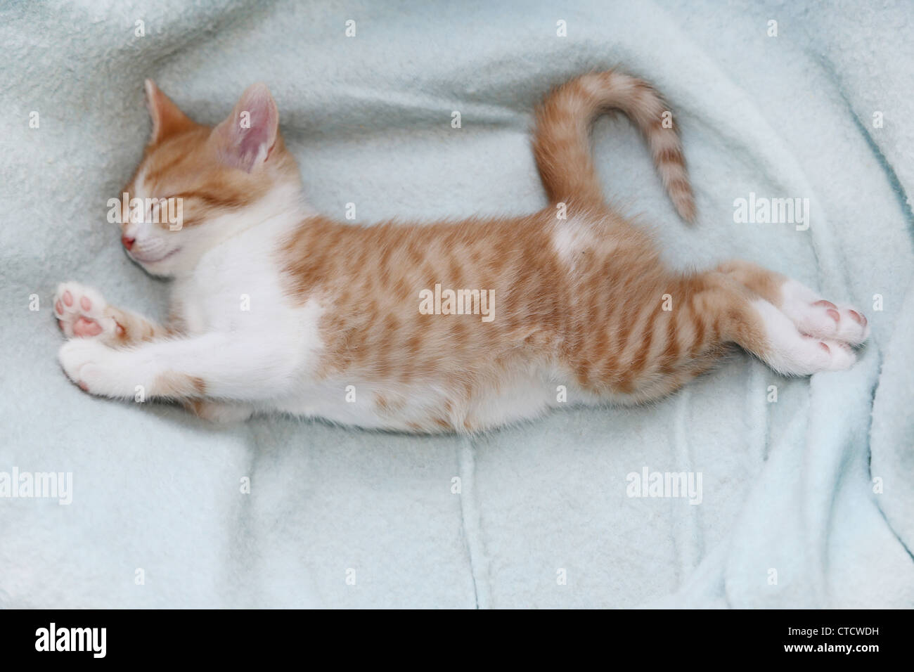 Ginger And White Kitten Stretched Out Asleep In Cat Basket Stock Photo