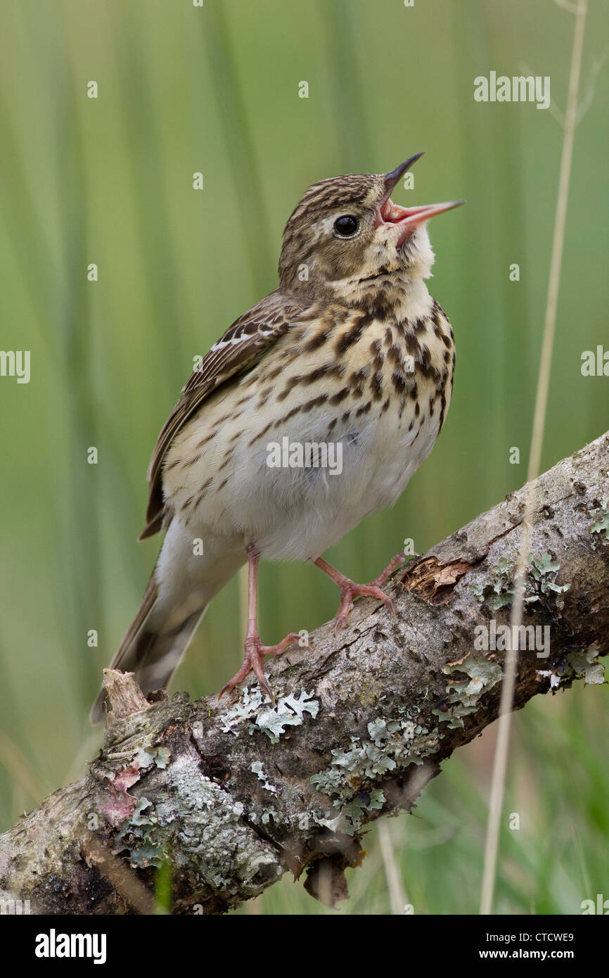 Tree Pipit, Anthus trivialis singing from perch Stock Photo