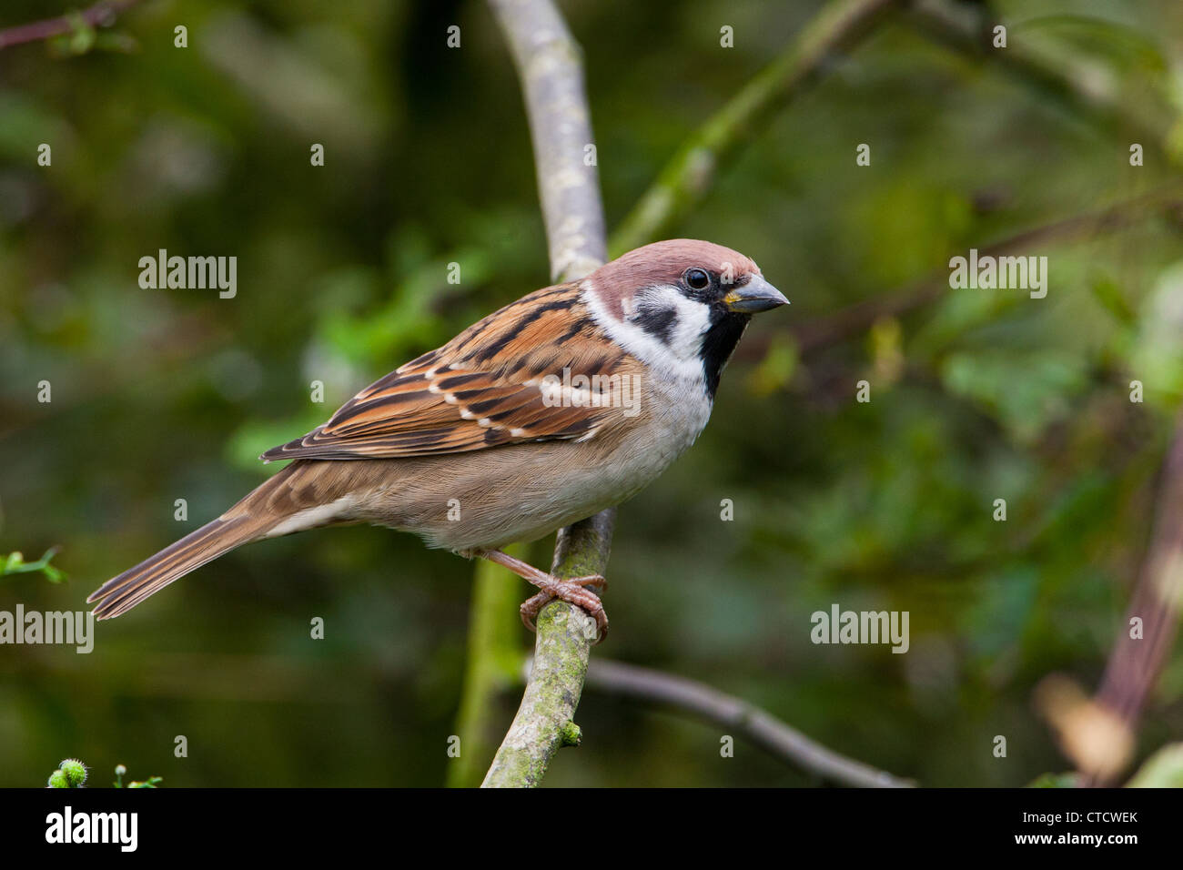Eurasian Tree Sparrow, Passer montanus Stock Photo