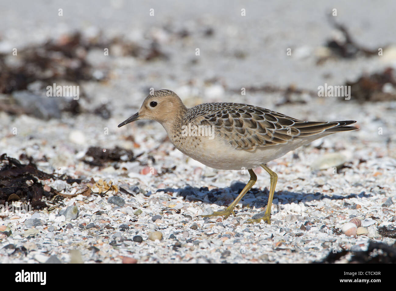 Buff-breasted Sandpiper, Tryngites subruficollis Stock Photo