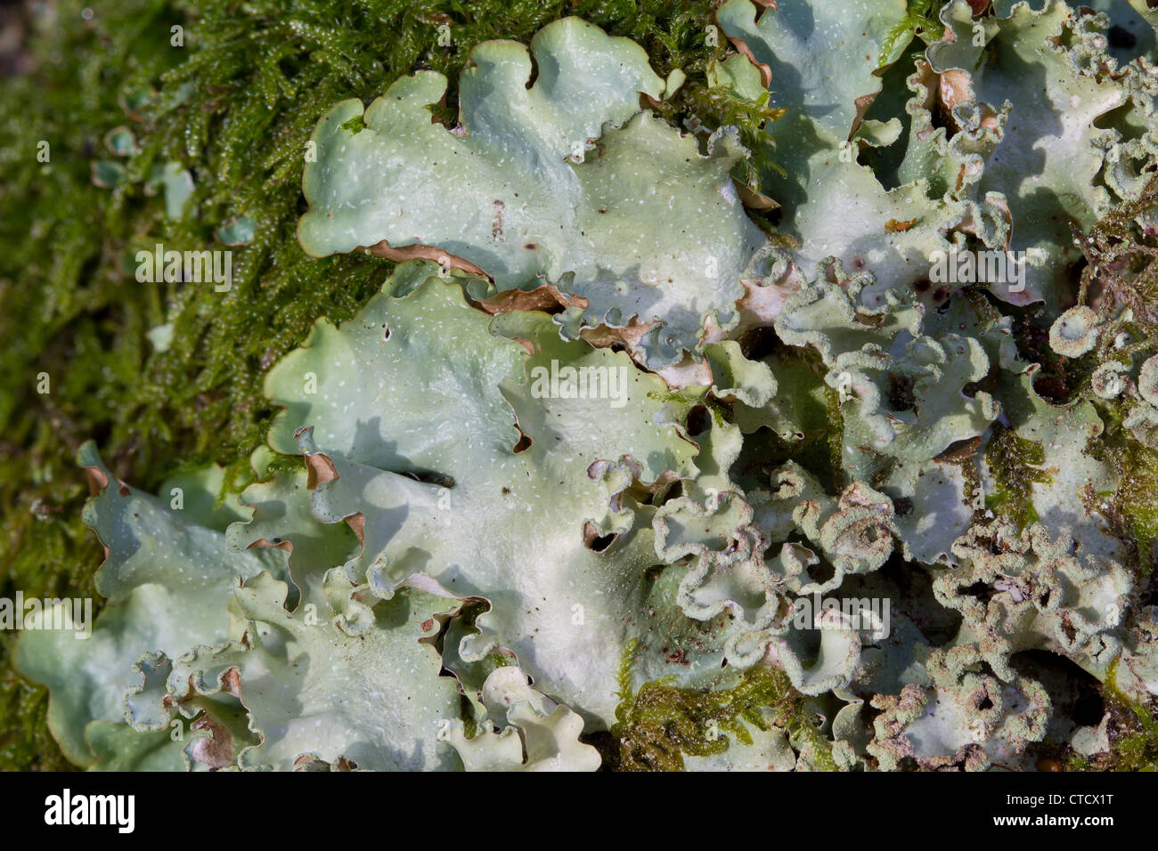 Sea-storm lichen, Cetrelia olivetorum growing on old growth Hazel, Corylus avellana Stock Photo