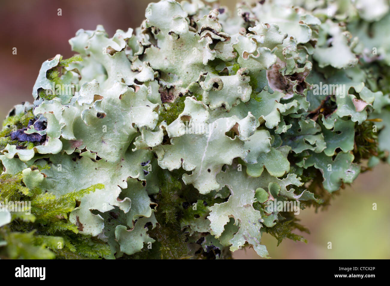 Sea-storm lichen, Cetrelia olivetorum growing on old growth Hazel, Corylus avellana Stock Photo