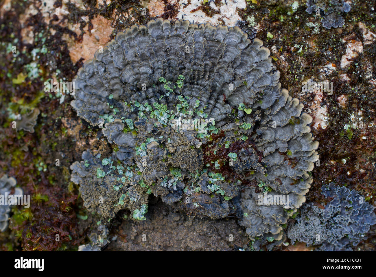 Felt lichen, Degelia atlantica growing on old ash trunk Stock Photo