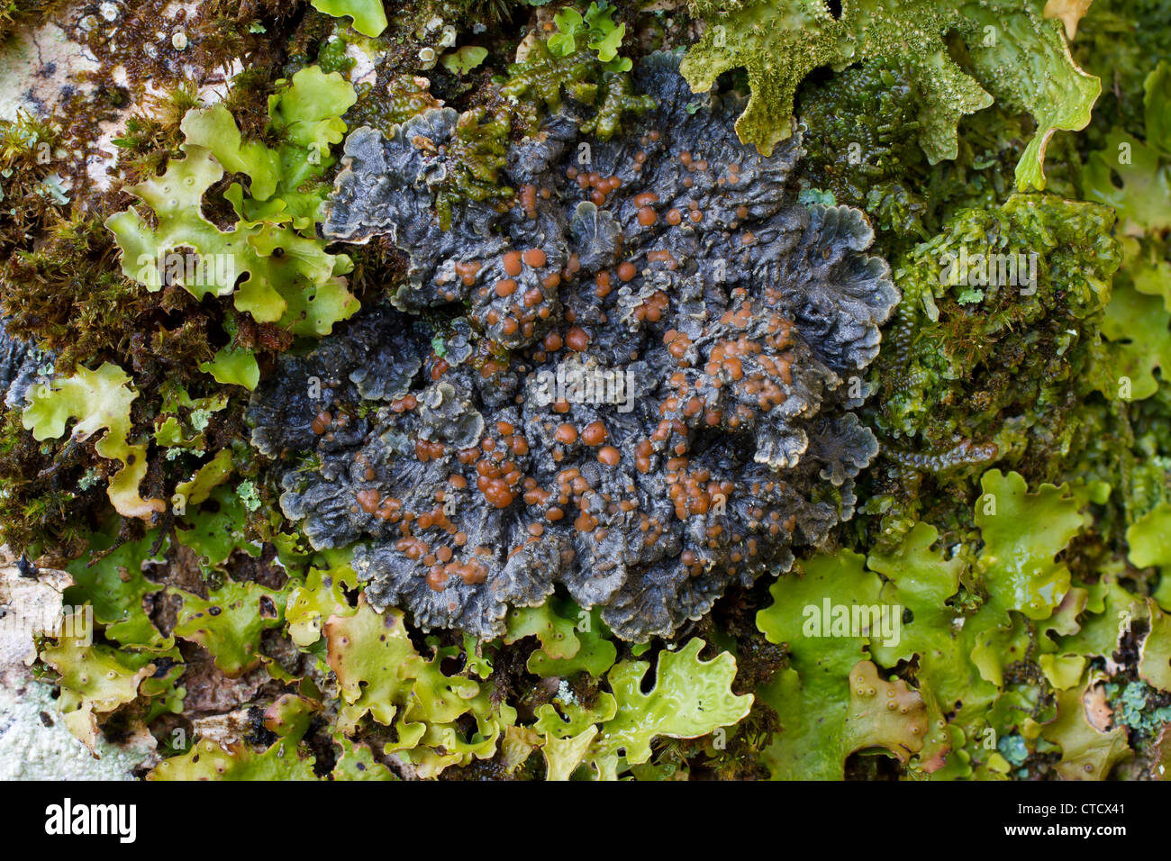 Plum-fruited felt lichen, Degelia plumbea growing on old ash trunk with Tree lungwort, Lobaria pulmonaria Stock Photo