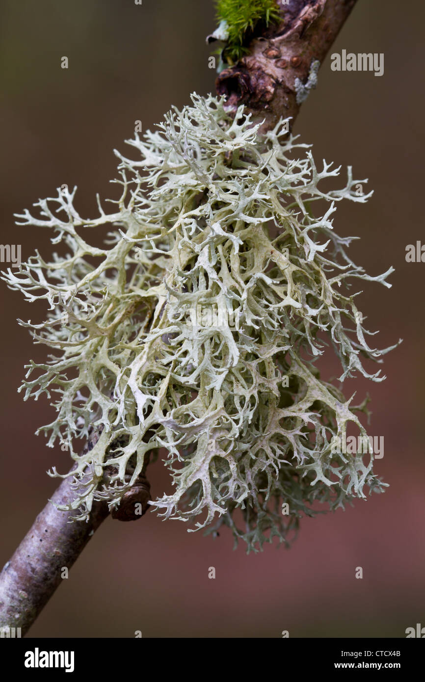 Oak Moss Lichen, Evernia prunastri Stock Photo Alamy