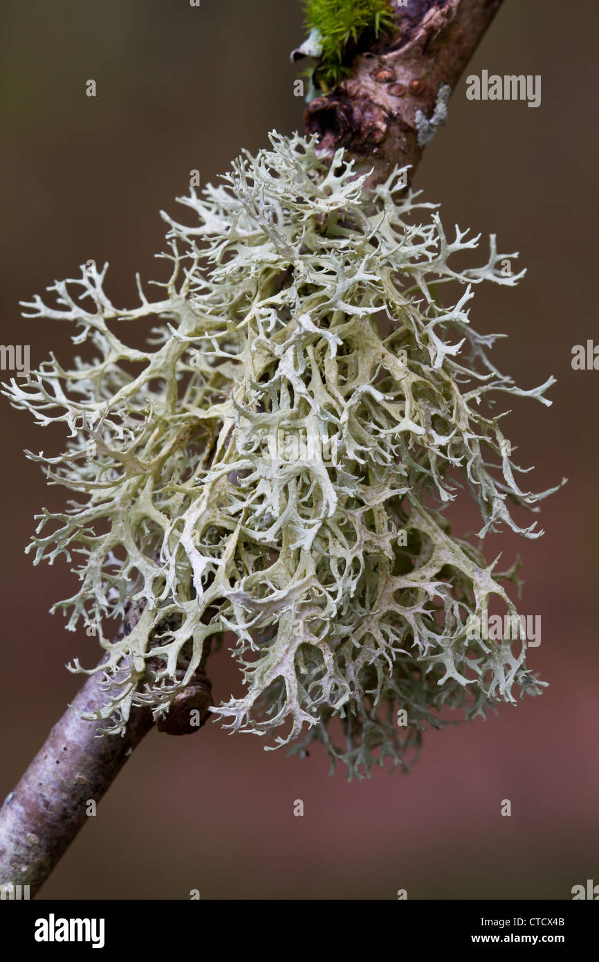 Oak Moss Lichen, Evernia prunastri Stock Photo