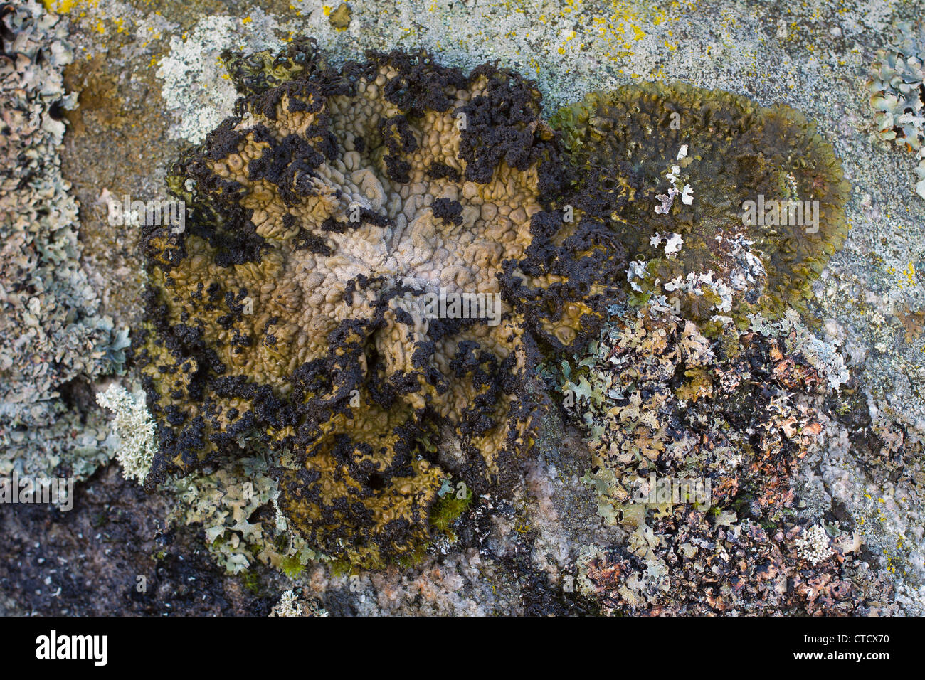 Lasallia pustulata, lichen growing on siliceous rock Stock Photo