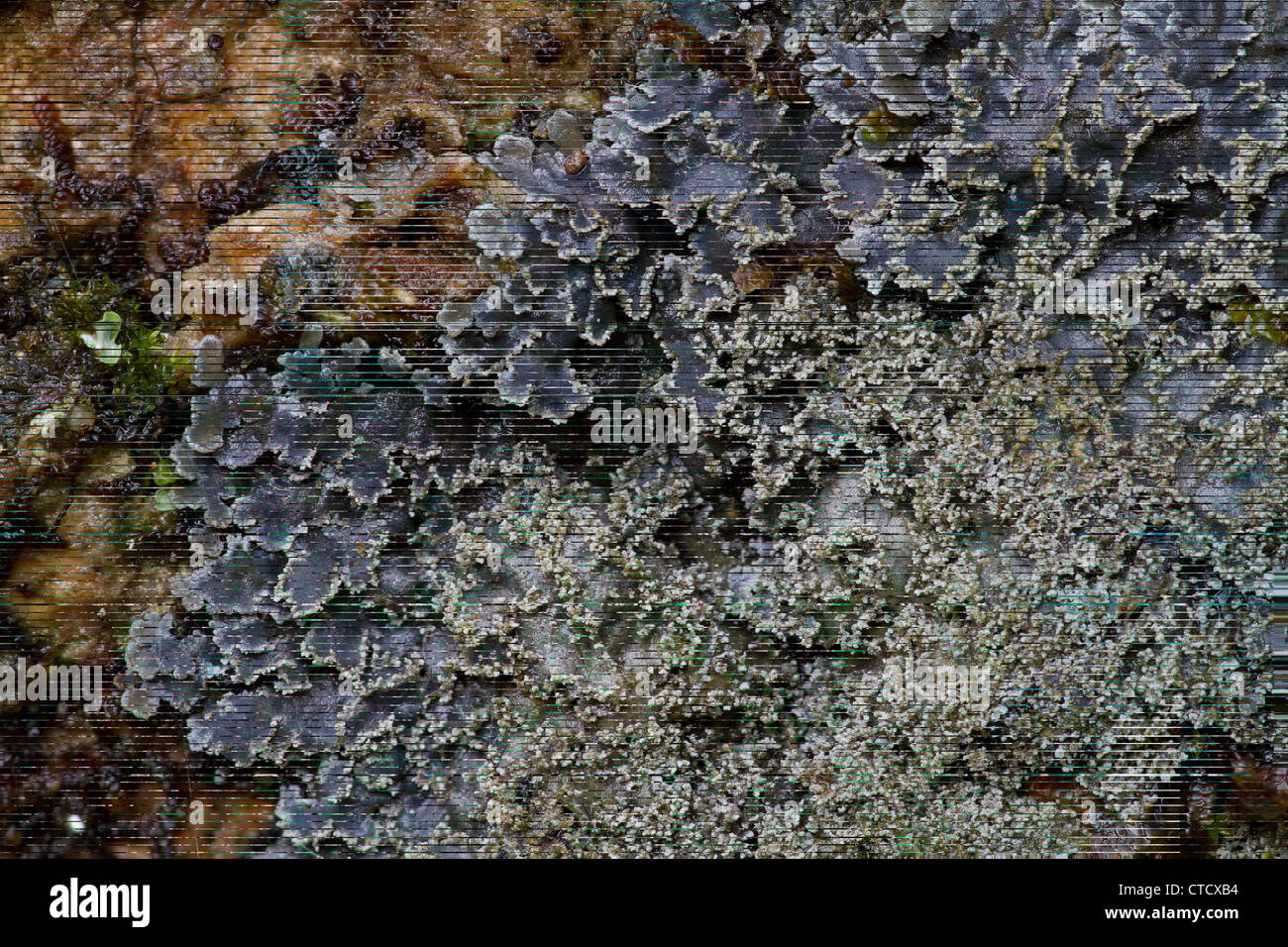 Mealy-rimmed shingle lichen, Pannaria conoplea Stock Photo