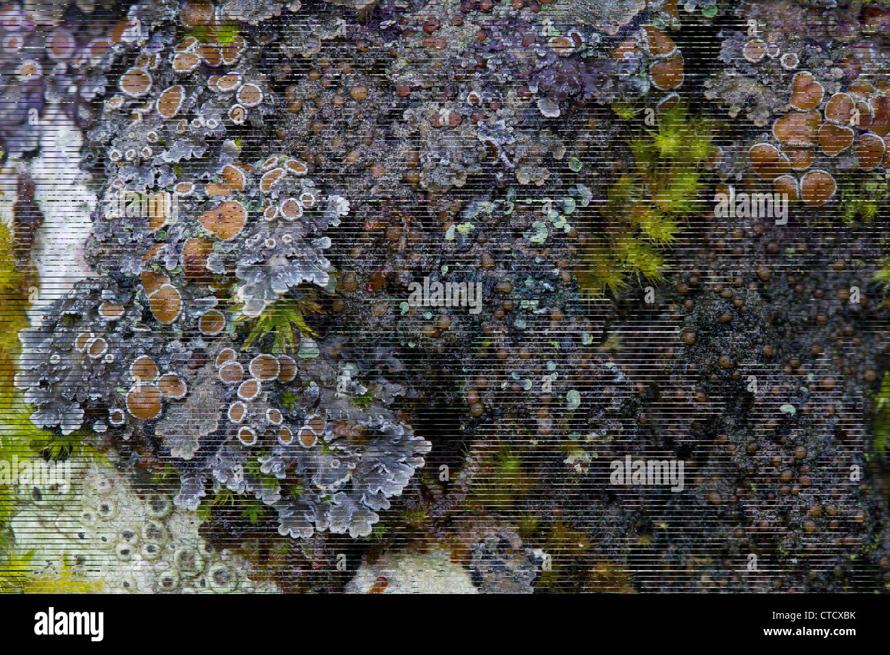 Lichen Community on trunk of old Ash tree Stock Photo