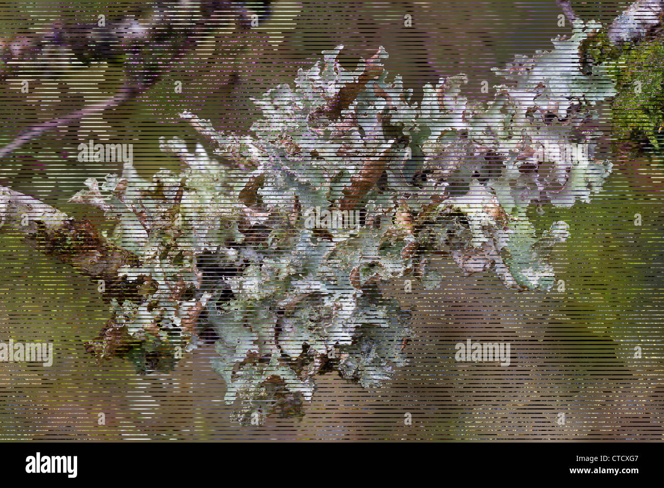 Ragbag lichen, Platismatia glauca Stock Photo