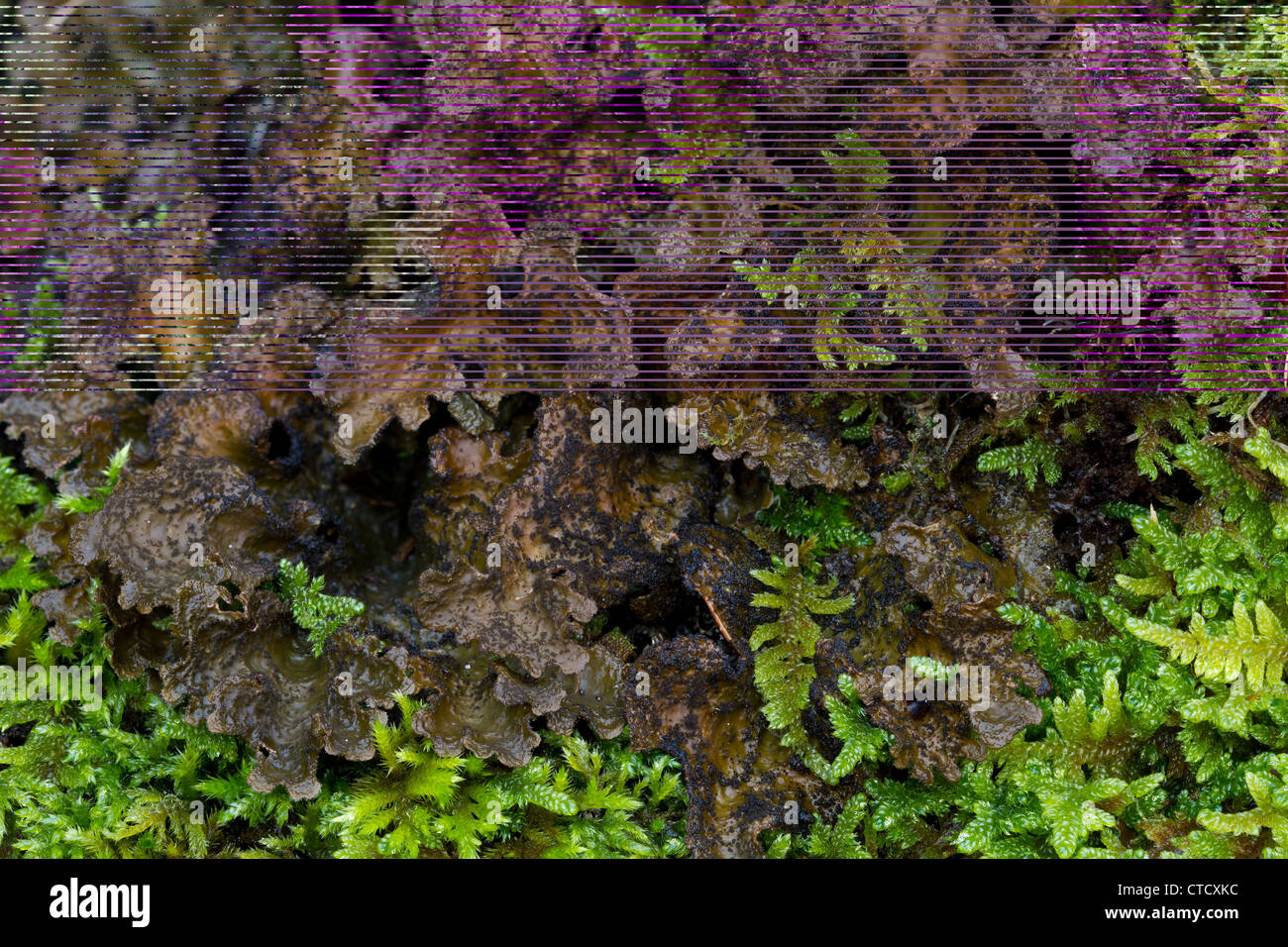 Tree moon lichen, Sticta sylvatica Stock Photo