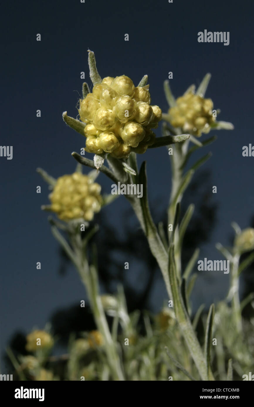 Picture: Steve Race - Curry Plant (Helichrysum italicum or Helichrysum angustifolium) growing in Catalunya, Spain. Stock Photo