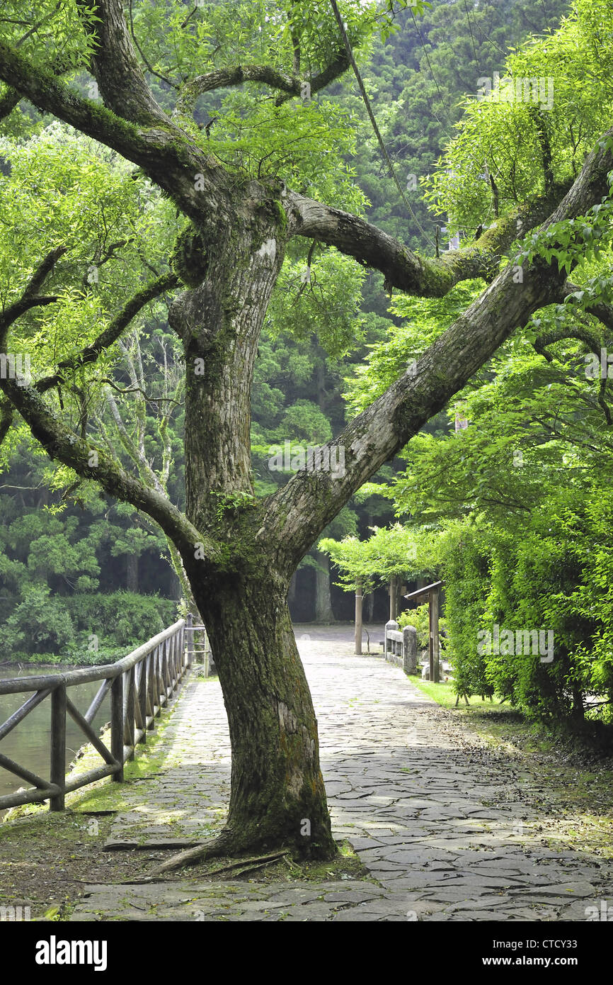 green fresh camphor tree in Japanese park by summer Stock Photo