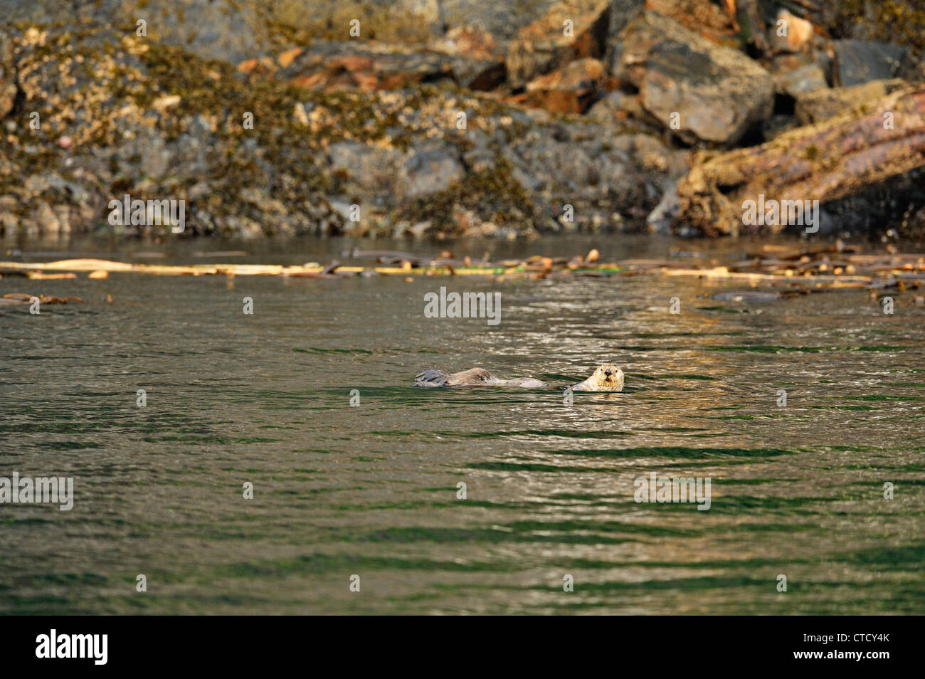 Sea otter (Enhydra lutris) feeding in Bull Harbour, Hope Island, Vancouver Is, British Columbia, Canada Stock Photo