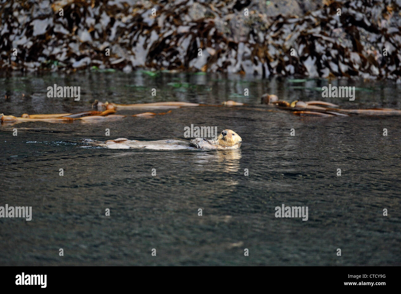 Sea otter (Enhydra lutris) feeding in Bull Harbour, Hope Island, Vancouver Is, British Columbia, Canada Stock Photo