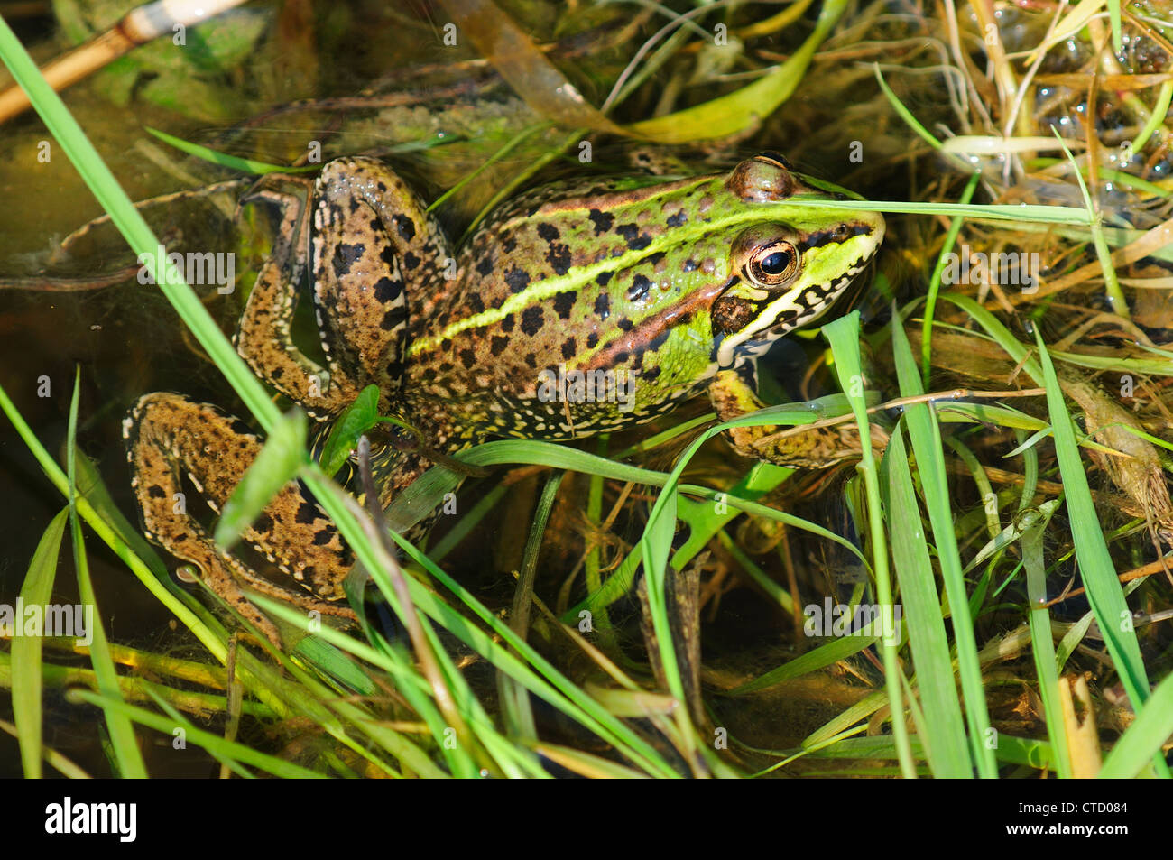 A marsh frog in water UK Stock Photo Alamy