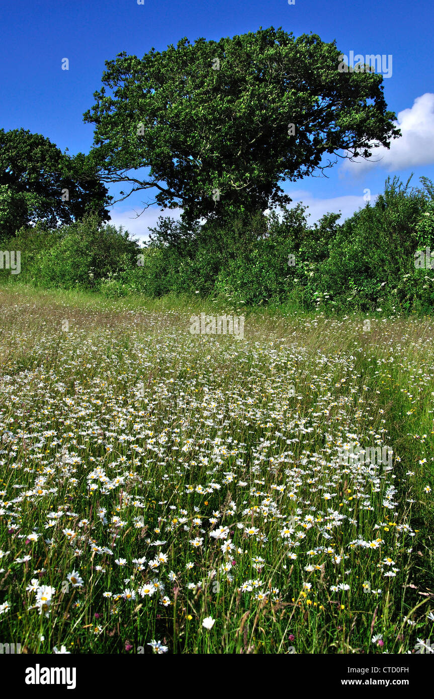 A view of Hardington Moor Somerset with masses of wild flowers UK Stock Photo