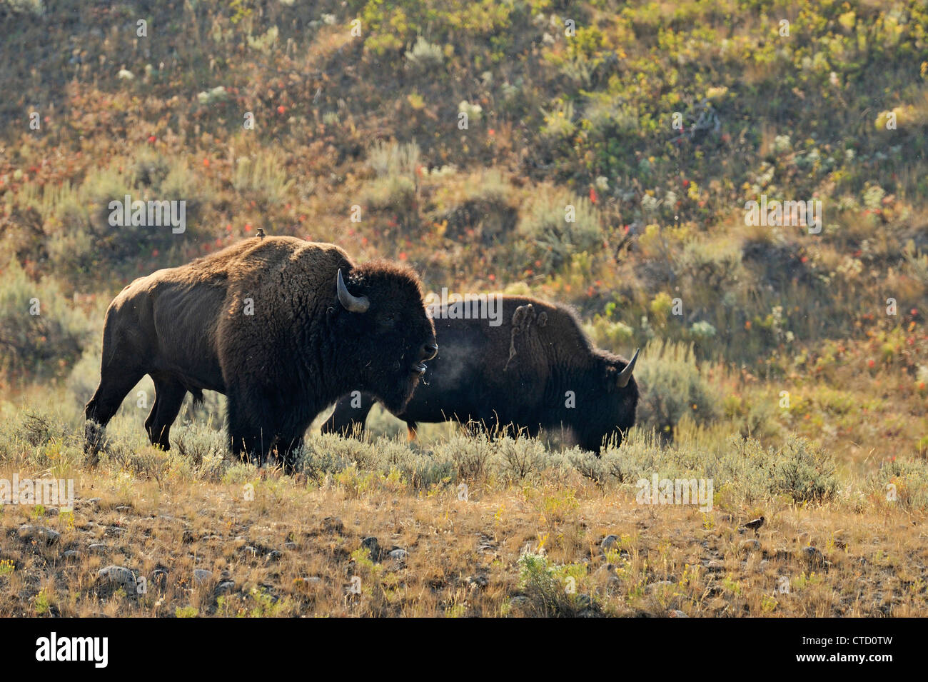 American Bison (Bison bison) Bull and cow in rut, Yellowstone National ...
