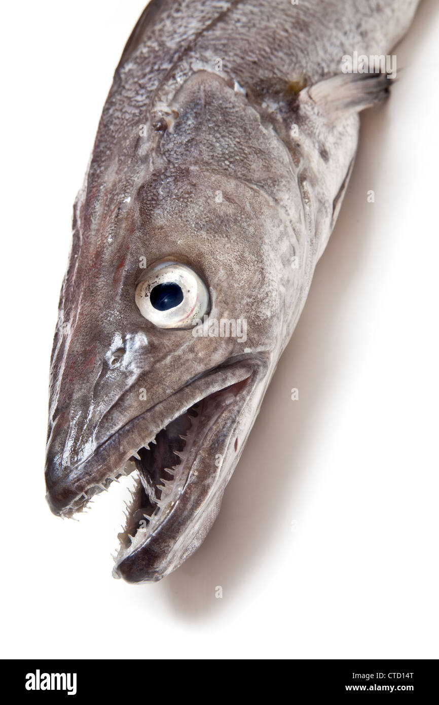 European Hake fish isolated on a white studio background. Stock Photo