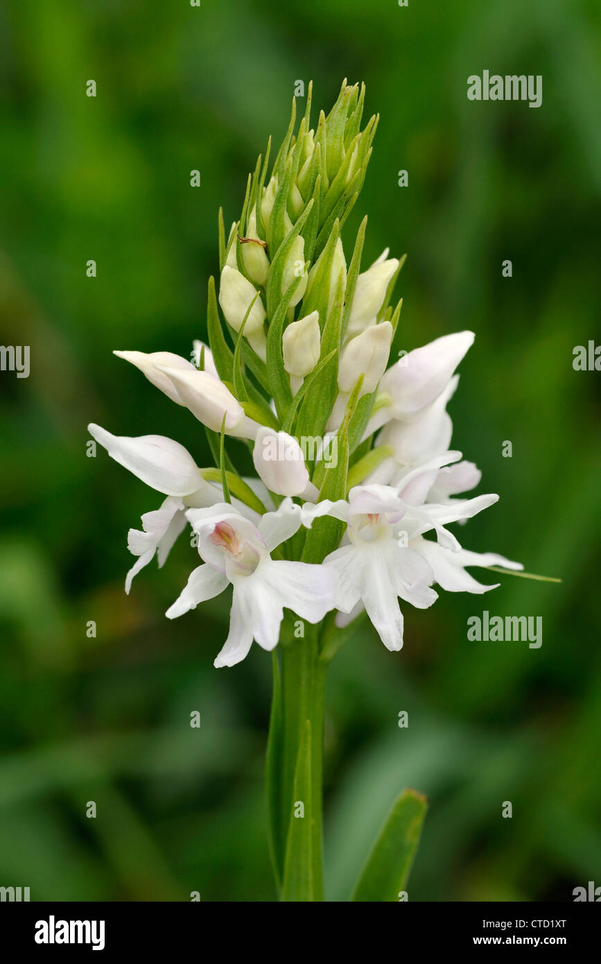 Okellys Spotted Orchid Dactylorhiza fuchsii okellyi Stock Photo Alamy