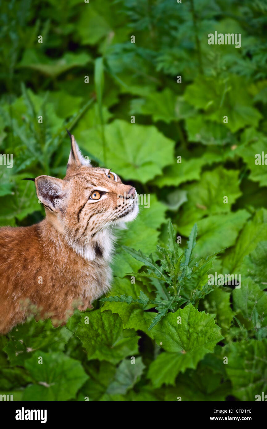 Young and powerful lynx in its territory Stock Photo