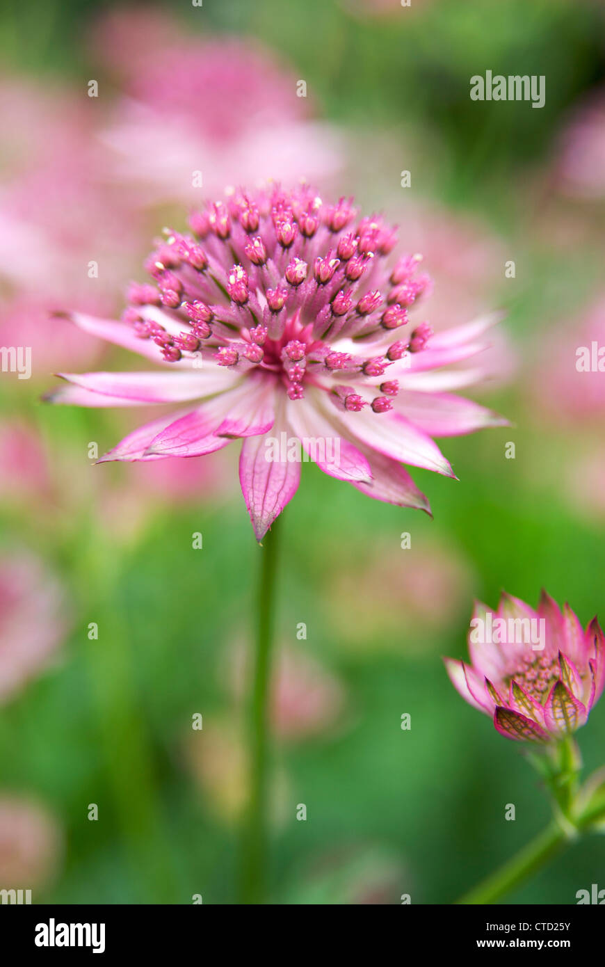 Flower head of an Astrantia major 'Roma' (Great Masterwort), a hardy plant, with a delicate appearance. Stock Photo