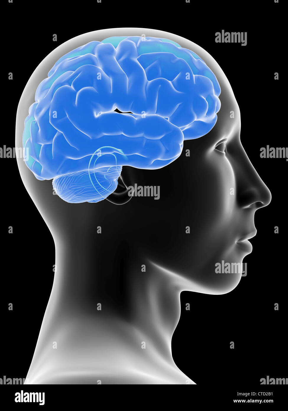 Human brain  artwork Stock Photo